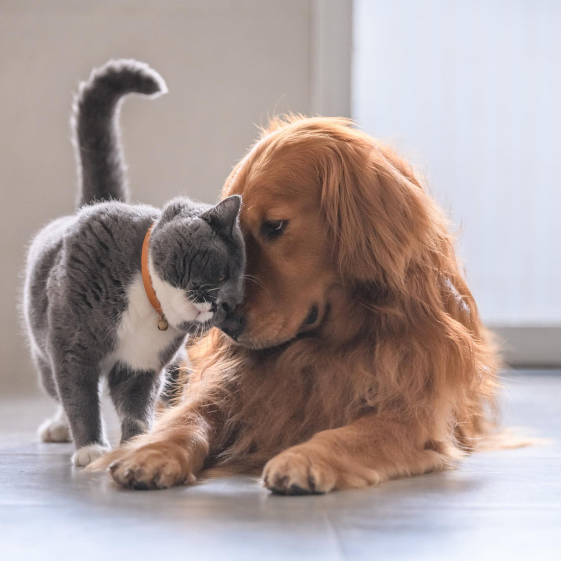 Wax Melts: Are They Safe for Dogs and Other Pets?